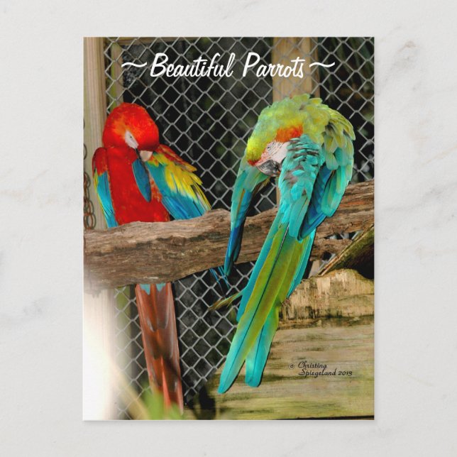Belle perroquets colorés oiseaux Carte postale (Devant)