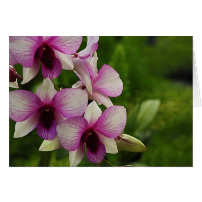 Belle Phalaenopsis (Devant horizontal)