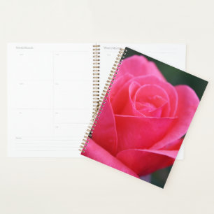 Belle photo couleur rose rose
