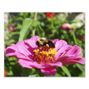 Belle photo d'abeille
