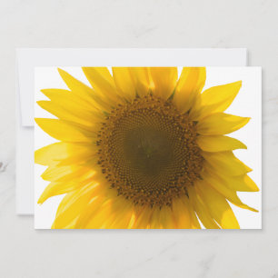 Belle photo de tournesol réaliste, motif minimalis