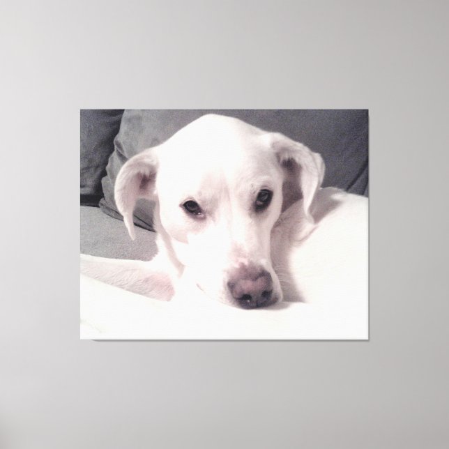 Belle photo exquise de canevas gris chien blanc (Recto)