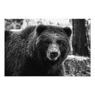 Belle photo Grizzly Bear