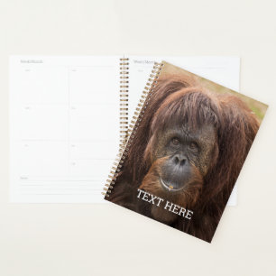 Belle photographie de Borneo Orangutan