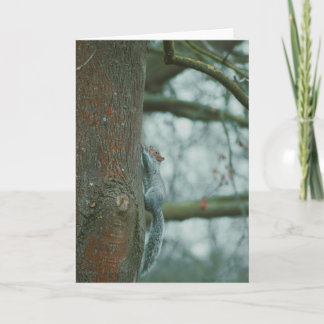 Belle photographie d'une carte blanche d'écureuil