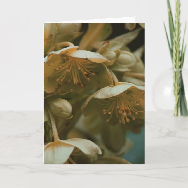 Belle photographie florale carte blanche (Devant)