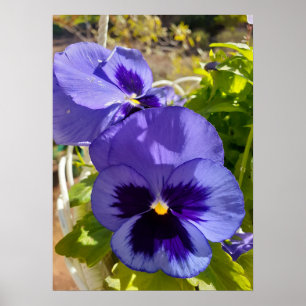 Belle Poster de Jardin de Fleur de Pansy Bleu