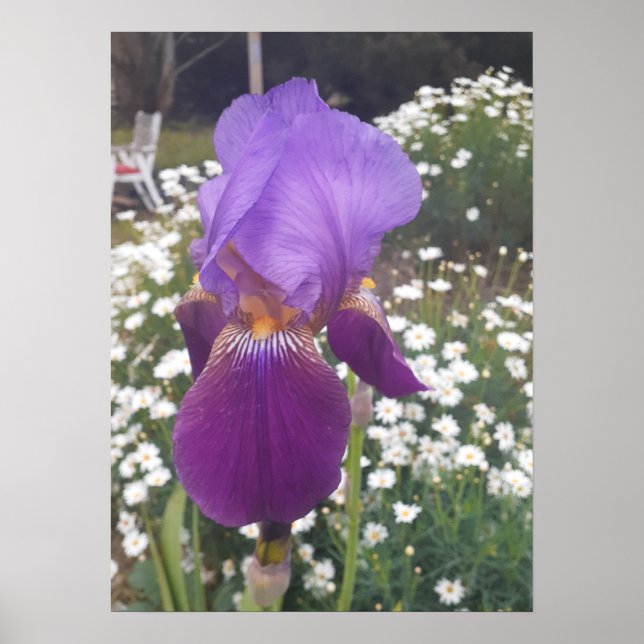 Belle Poster de Jardin Fleur Iris violet (Devant)