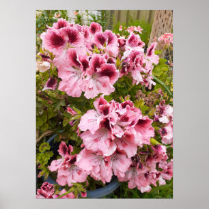 Belle Poster du Jardin de Peach Pelargonium