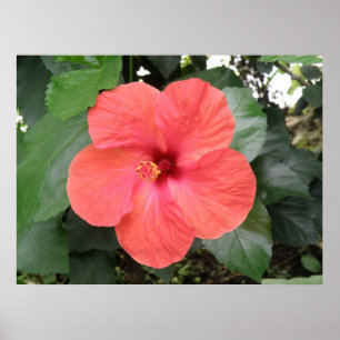 Belle Poster Orange Hibiscus Flower