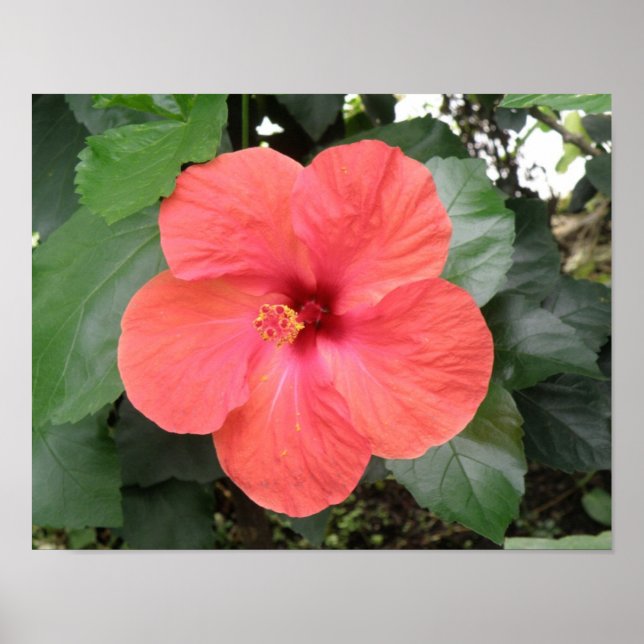 Belle Poster Orange Hibiscus Flower (Devant)