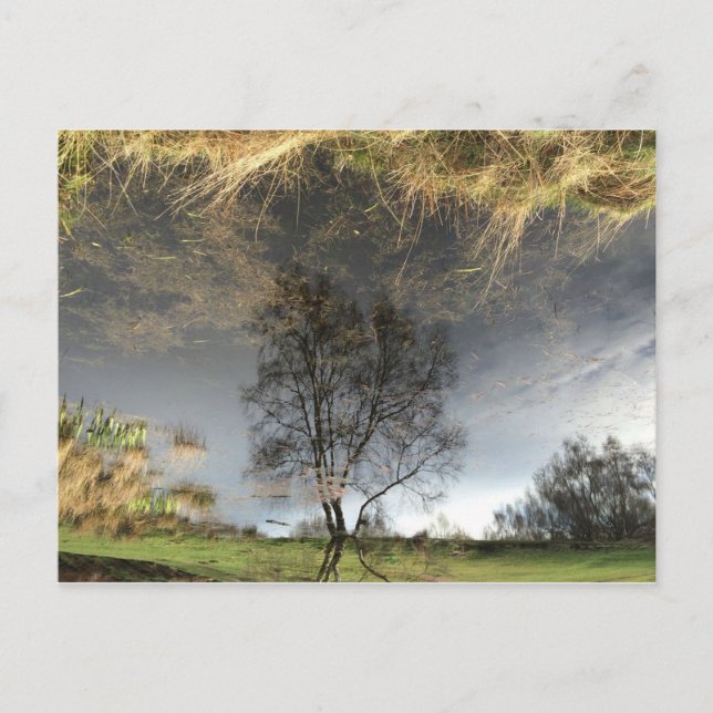 Belle Reflection Photographie Arbre Carte Postale (Devant)