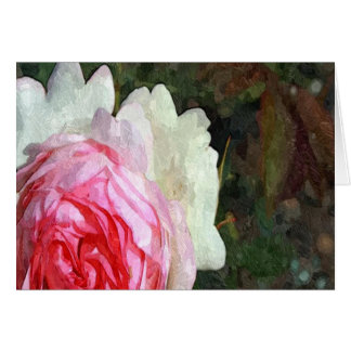 Belle Rose Blanche Et Rose
