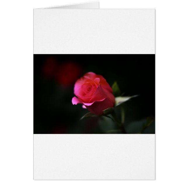 Belle Rose Rouge (Devant)