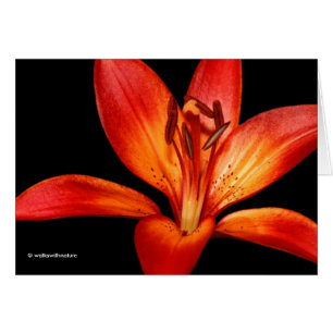 Belle Rouge Orange Asiatique Lily Gran Paradiso