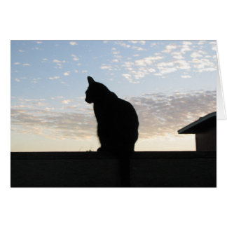 Belle silhouette de chat au coucher du soleil