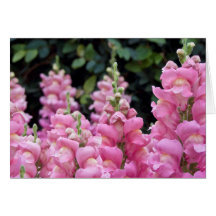 Belle Snapdragons Rose Photo Florale
