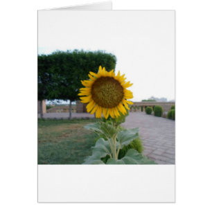 Belle Superbe Tournesol Design Floral