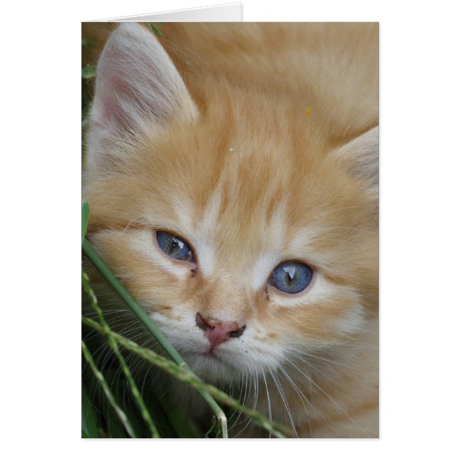 Belle Tabby Kitten Orange (Devant)