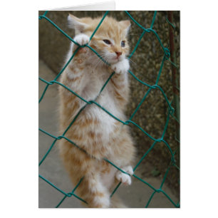 Belle Tabby Orange Baby