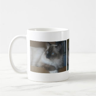 Belle tasse de café de chat de Hymalayan Ragdoll