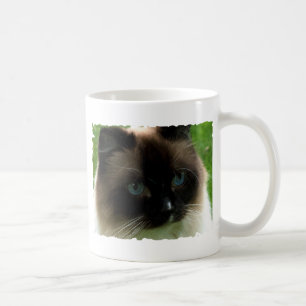 Belle tasse de chat de Ragdoll