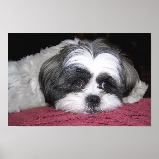 Belle The Shih Tzu Affiche (Devant)