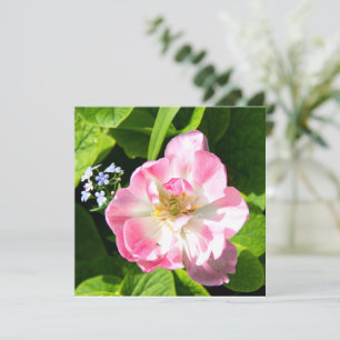 Belle tulipe rose