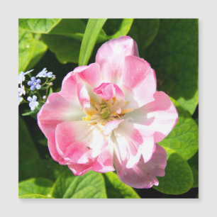 Belle tulipe rose