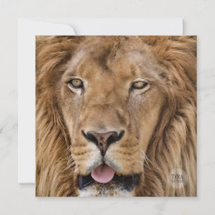 Belle Zoo Safari Lion Photographie