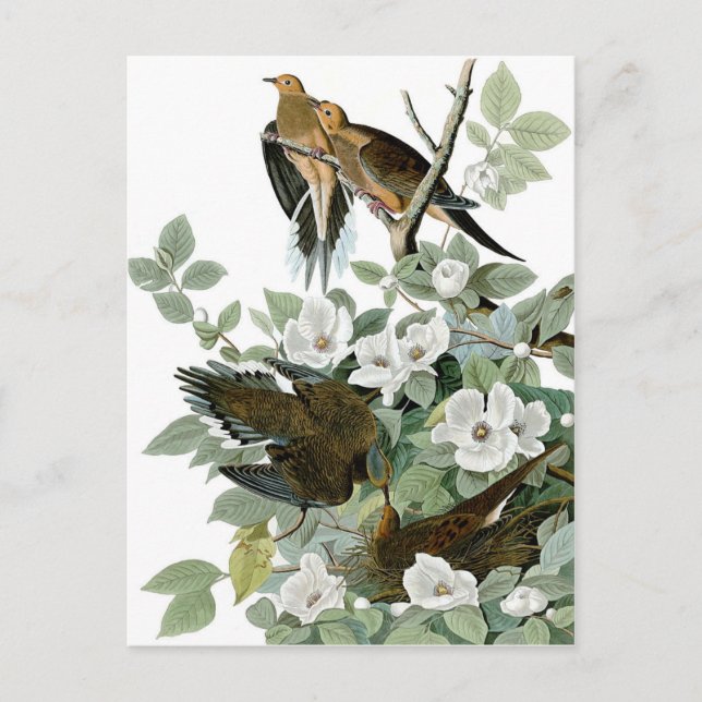 belles cartes postales d'oiseaux 28 (Devant)
