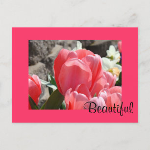 Belles cartes postales Fleurs de Tulipes Roses de