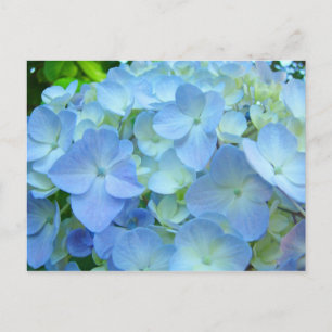Belles cartes postales florales Pastel Blue Hydran