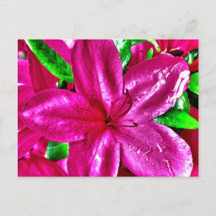 Belles cartes postales florales roses d'azalée