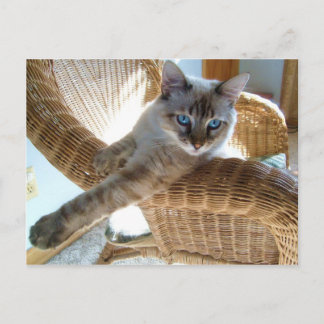 belles cartes postales kitty