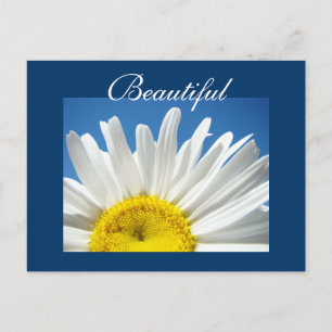 Belles cartes postales White Daisy Flowers cartes 