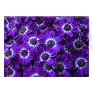 Belles Cinémas Violets