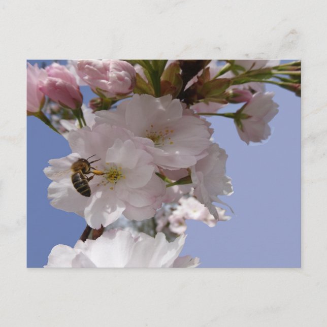 Belles fleurs avec do-it-yourself carte postale (Devant)