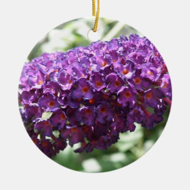Belles fleurs de bouddleia violet ornements (Devant)