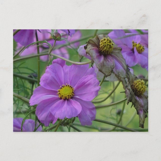 Belles fleurs de Cosmea Carte postale DIY (Devant)