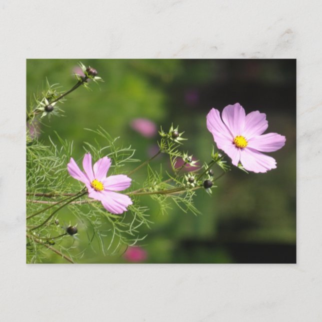 Belles Fleurs de Cosmea do-it-yourself carte posta (Devant)
