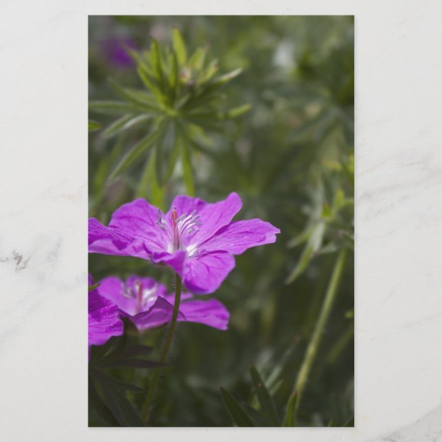 Belles fleurs de jardin pourpre (Devant)