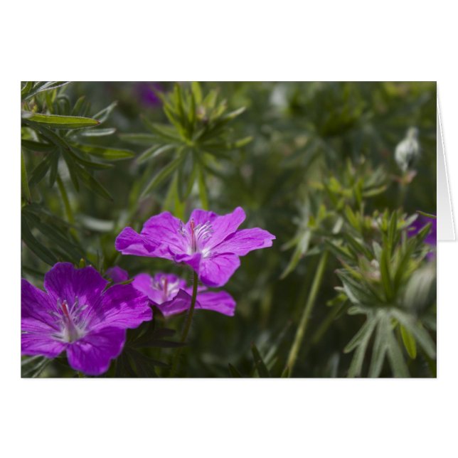Belles fleurs de jardin pourpre (Devant horizontal)