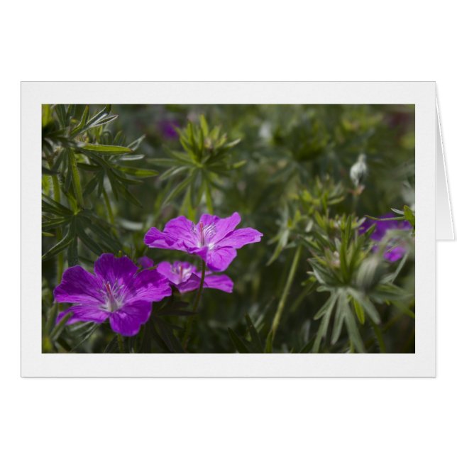 Belles fleurs de jardin pourpre (Devant horizontal)