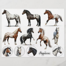 Belles illustrations d'Appaloosa Horse