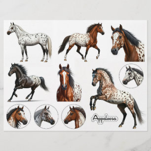 Belles illustrations d'Appaloosa Horse