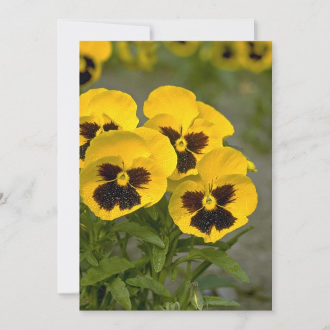 Belles Pansies jaunes (Devant)
