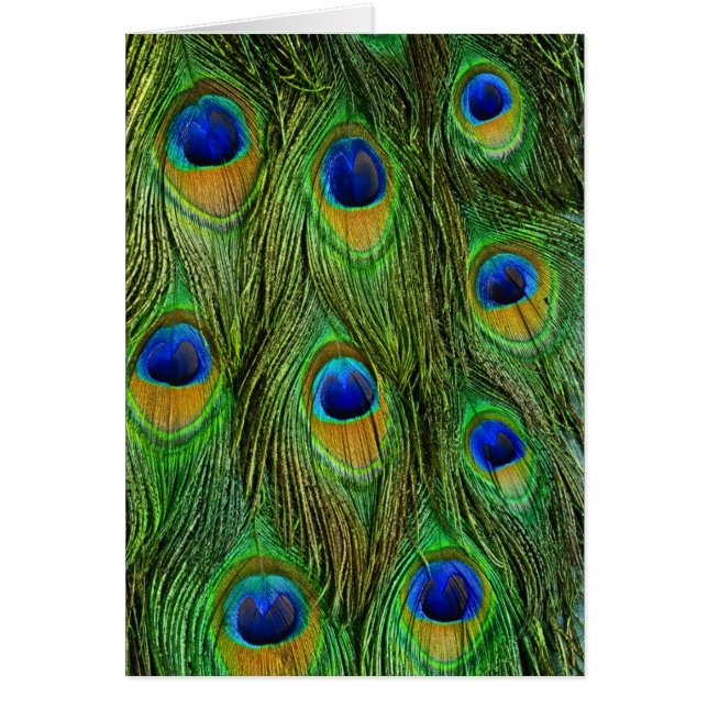 Belles plumes de paon (Devant)