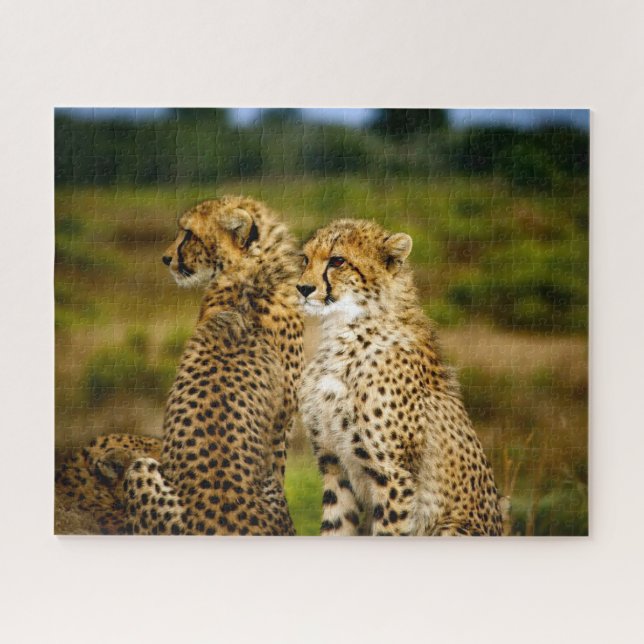 Belles Soeurs et Frères Guépards, Puzzle (Horizontal)