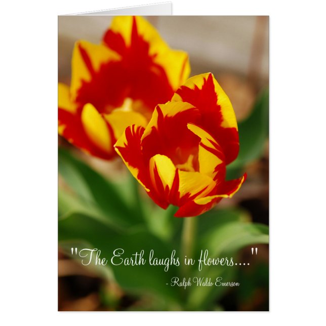 Belles tulipes (Devant)